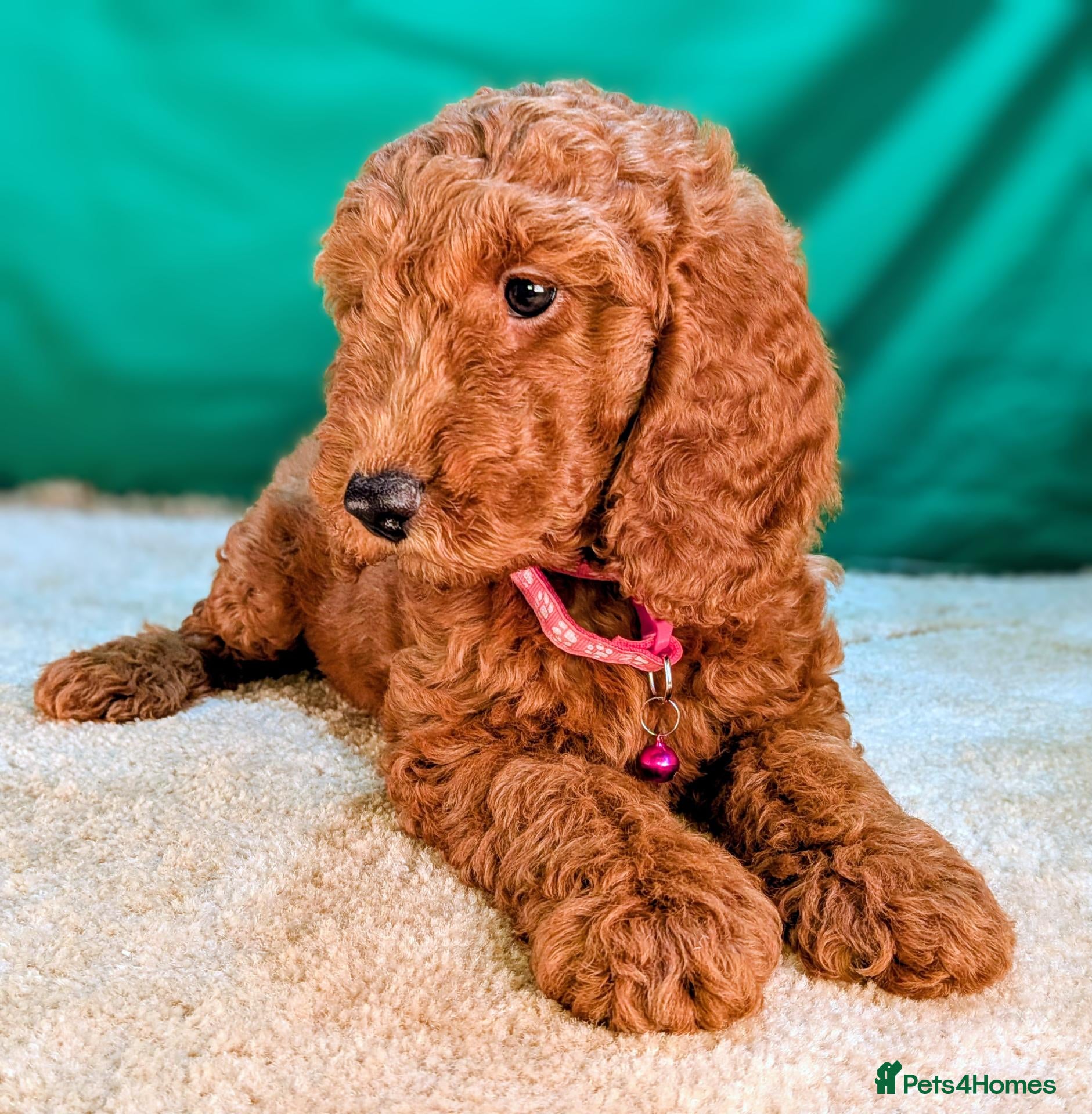 Cockapoo dogs 🐾 Deep red Cockapoo Puppies. - Advert 2