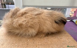 Guinea Pig rodents for sale: Cali Choc Point Buff & Swiss Cali marked Boars - Image 9