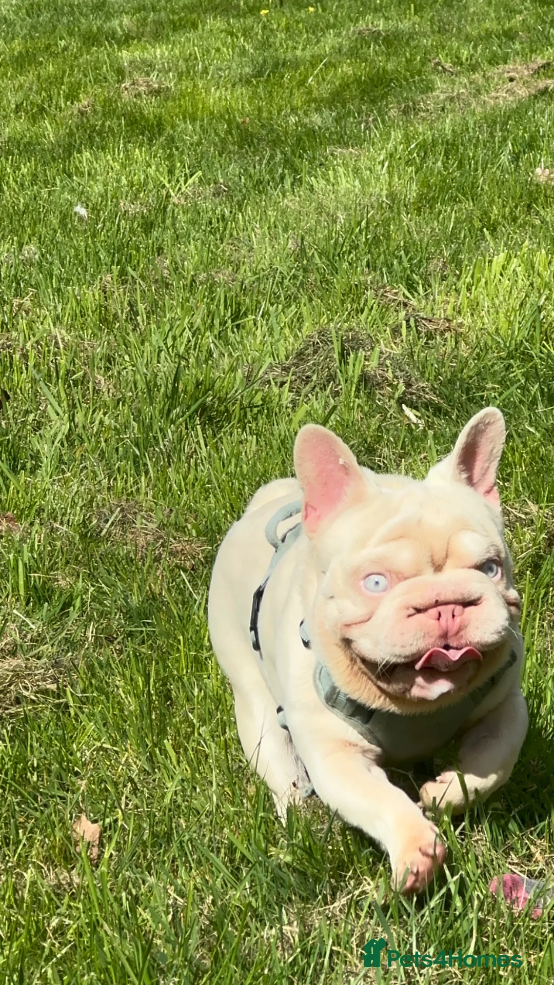 French Bulldog dogs for stud: 🚨PINK ACE NINJA🚨  **  PINK MAAJIN BU - Advert 2