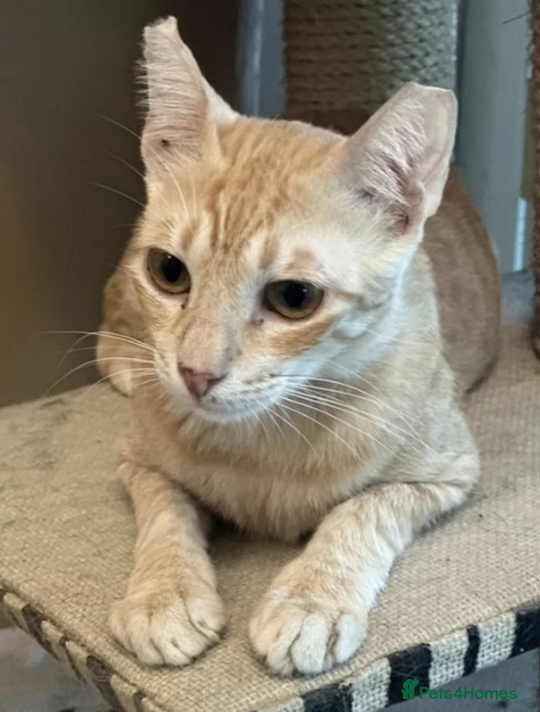 Mixed Breed cats for adoption: Female Ginger Cat for Indoor Adoption - Advert 3