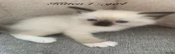 Ragdoll cats for sale: 🐾 Six Adorable Purebred Ragdoll Kittens 🐾 - Advert 25