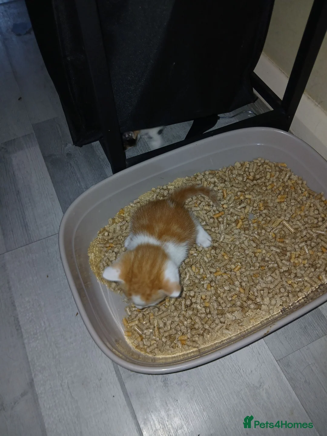Mixed Breed cats for sale: Kittens  - Advert 7