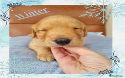Australian Labradoodle dogs for sale: Stunning red F1b Australian Labradoodle puppies  - Image 19