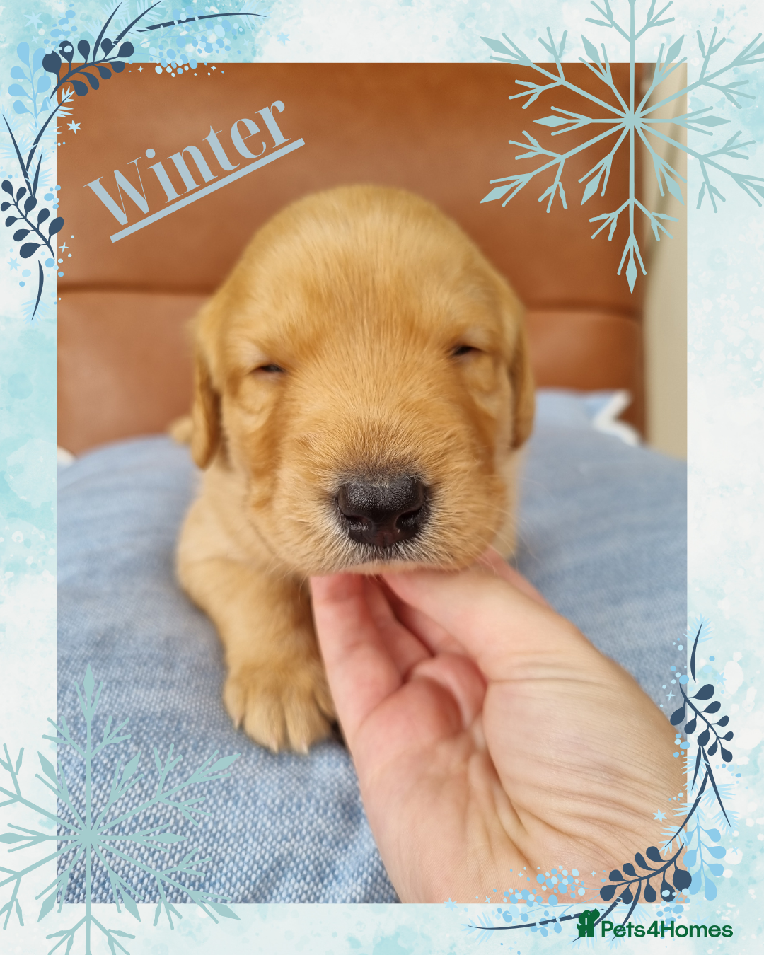 Australian Labradoodle dogs for sale: Stunning red F1b Australian Labradoodle puppies  - Image 19