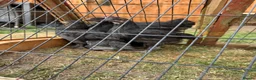 Chickens poultry for sale: Black Maran Chickens  - Advert 2