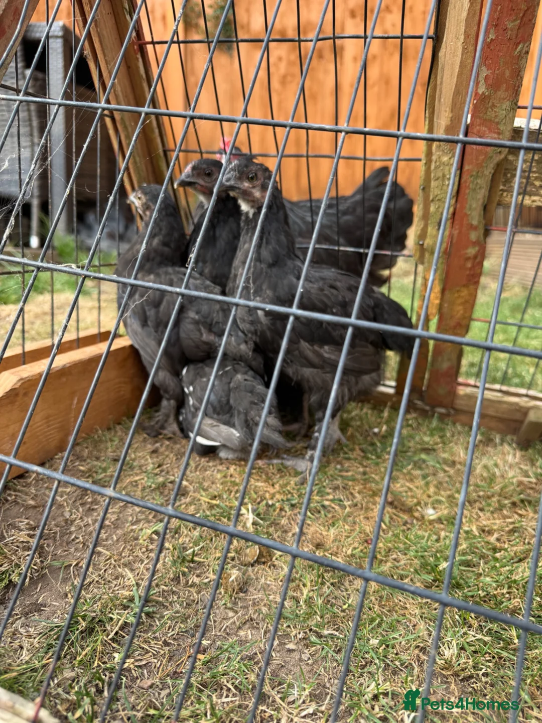Chickens poultry for sale: Black Maran Chickens  - Advert 2