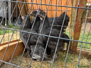 Chickens poultry Black Maran Chickens - Advert 2