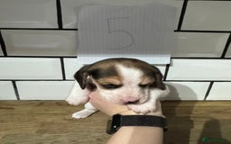 Beagle dogs for sale: Beautiful beagle puppies  - Advert 22