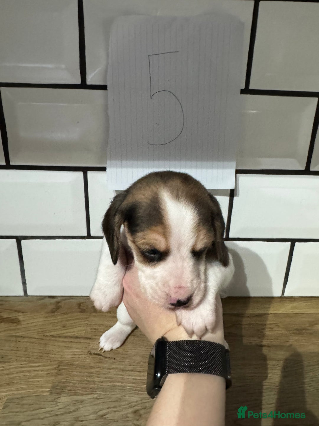 Beagle dogs for sale: Beautiful beagle puppies  - Advert 22