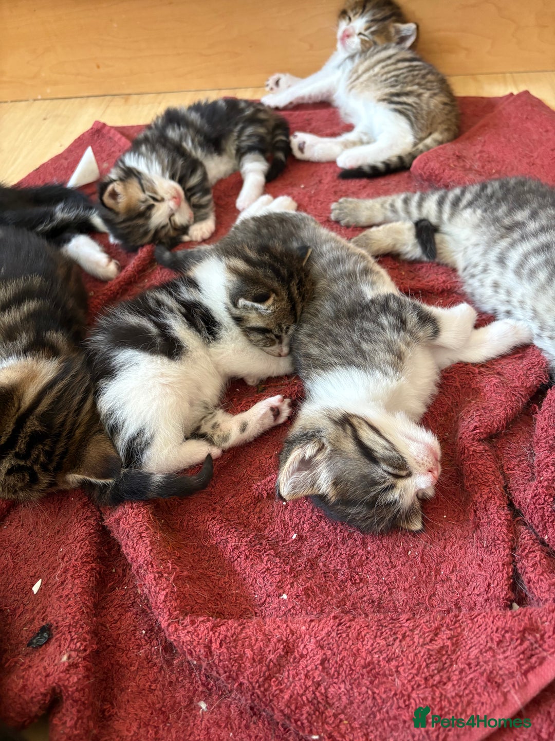 British Shorthair cats for sale: 11 SHORTHAIRED AND LONGHAIRED KITTENS - Image 12
