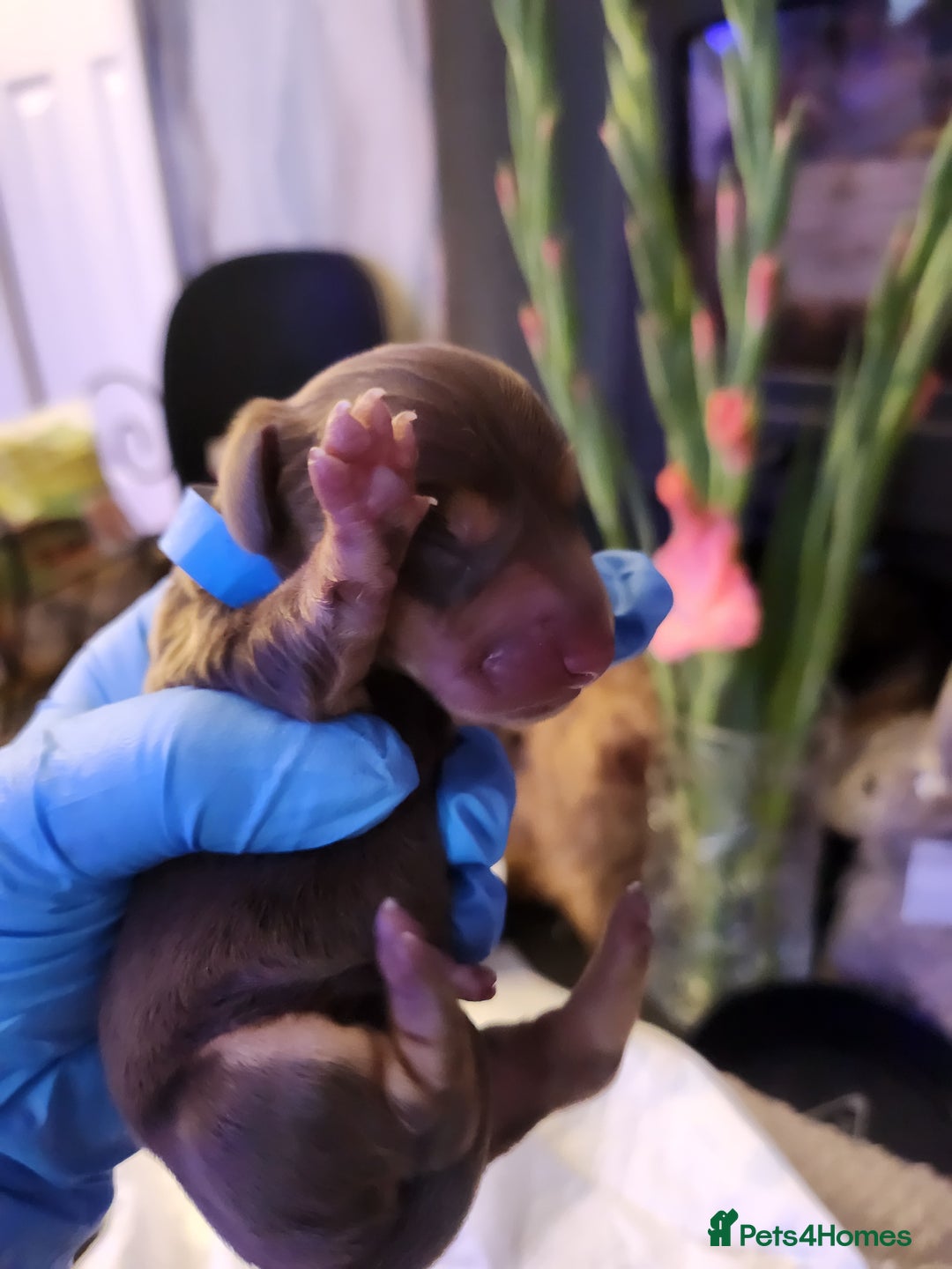 Miniature Dachshund dogs for sale: Chocolate and Tan mini dachshund  - Image 15