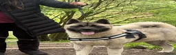 Akita dogs for sale: Champion show line imported female akita - Advert 13