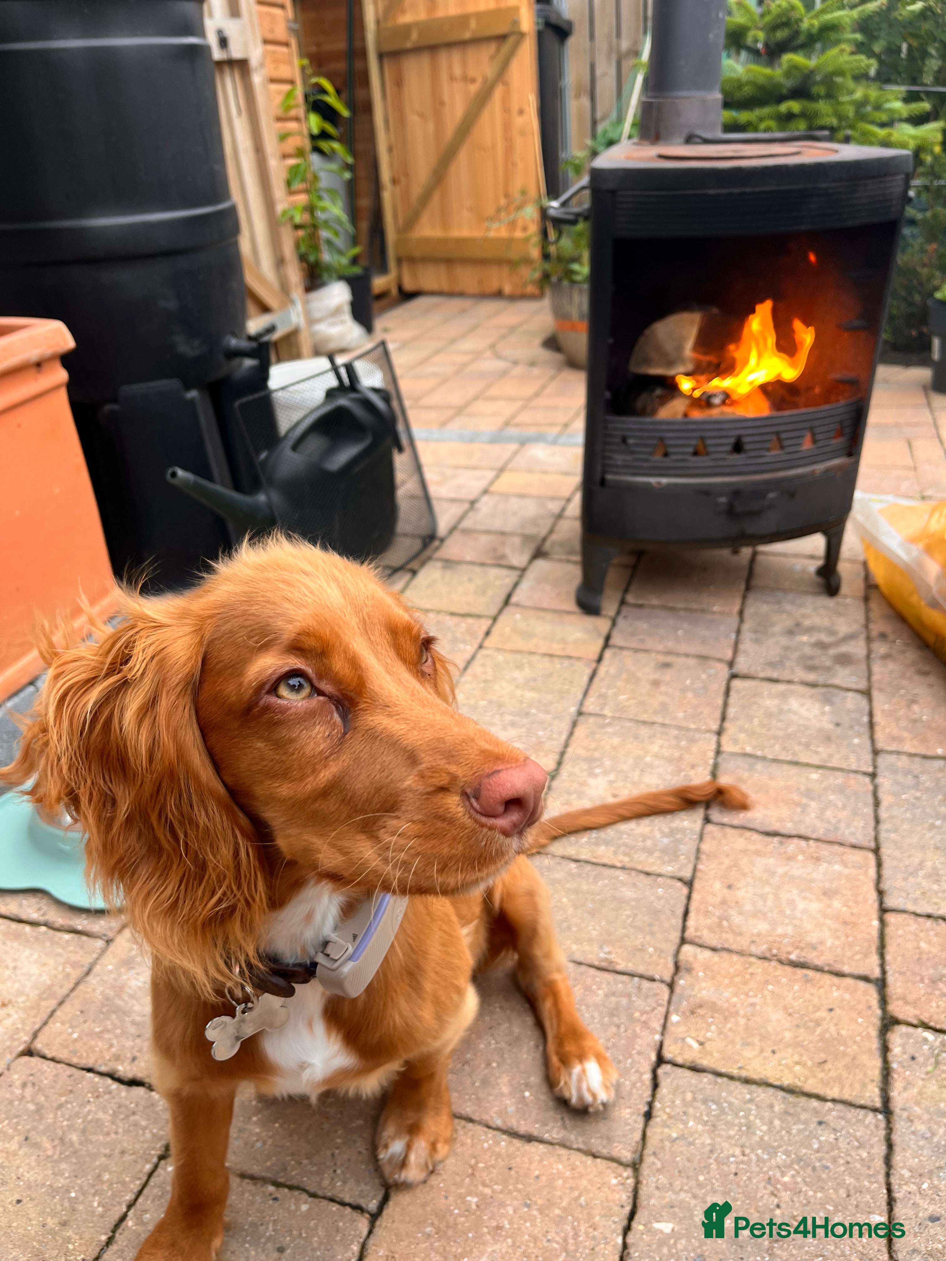 Cocker Spaniel dogs Working cocker spaniel  - Advert 17