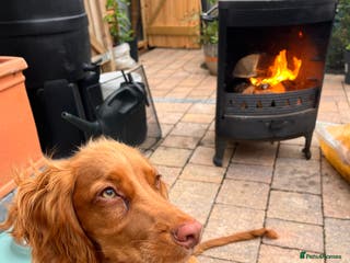 Cocker Spaniel dogs !RESERVED! Working cocker spaniel - Advert 18