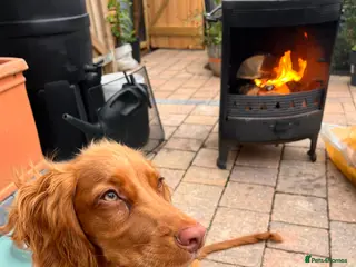 Cocker Spaniel dogs !RESERVED! Working cocker spaniel - Advert 9