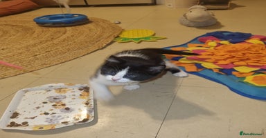 Mixed Breed cats - Advert 12