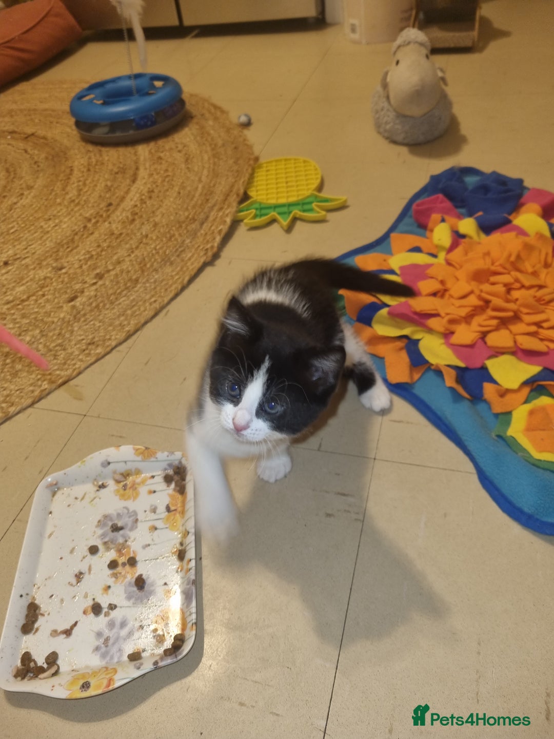 Mixed Breed cats for sale: Playful kittens dog savvy - Image 3