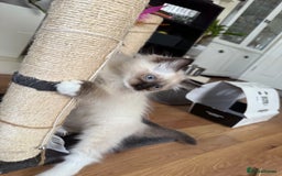 Ragdoll cats for sale: Beautiful Ragdol babies ready to leave  - Image 11