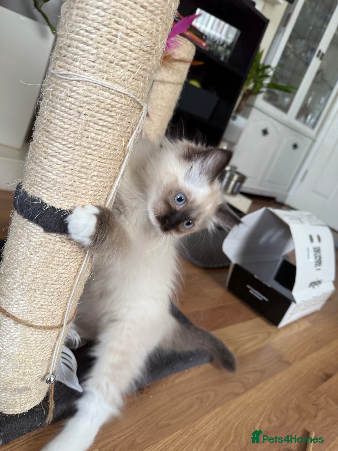 Ragdoll cats for sale: Beautiful Ragdol babies ready to leave  - Image 11