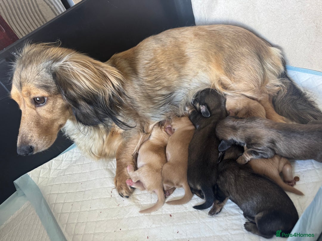 Miniature Dachshund dogs for sale: True Long hair English cream KC miniature  - Image 16