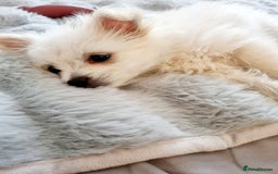 Pomchi dogs for sale: Pomchi  - Image 2