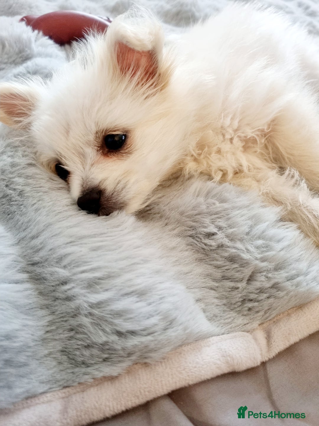 Pomchi dogs for sale: Pomchi  - Image 2