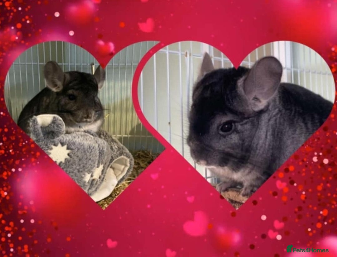 Chinchilla rodents for sale: Male and female chins - Image 3