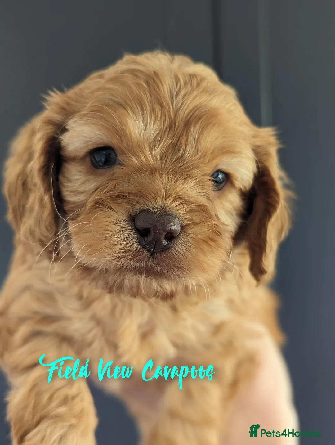 Miniature Poodle dogs for stud: Imported Brown Miniature Poodle & Cavalier Studs in Sutton Coldfield - Advert 20