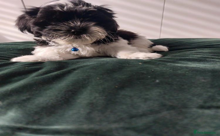Shih Tzu dogs - Advert 4