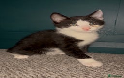 British Shorthair cats for sale: 3 adorable 11 weeks old kittens  - Advert 1