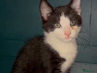 British Shorthair cats 3 adorable 11 weeks old kittens - Advert 6