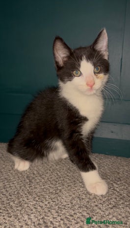 British Shorthair cats 3 adorable 11 weeks old kittens - Advert 1