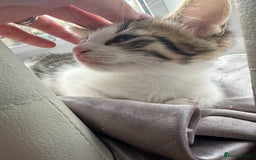 Mixed Breed cats for sale: Beautiful boy kitten ready for new home - Image 7