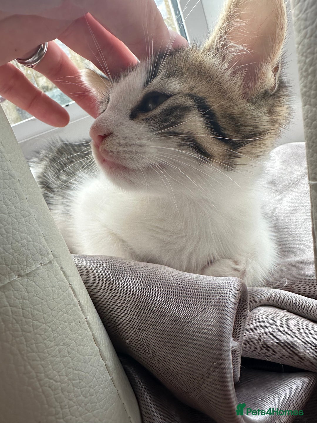 Mixed Breed cats for sale: Beautiful boy kitten ready for new home - Image 7