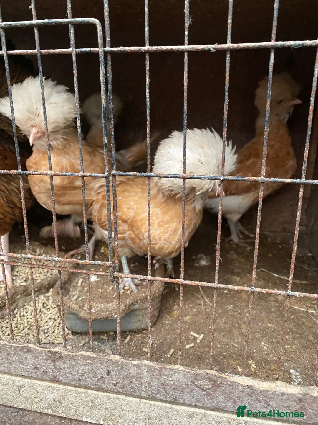 Chickens poultry for sale: Beautiful chicken , eggs , see details for price  - Advert 13