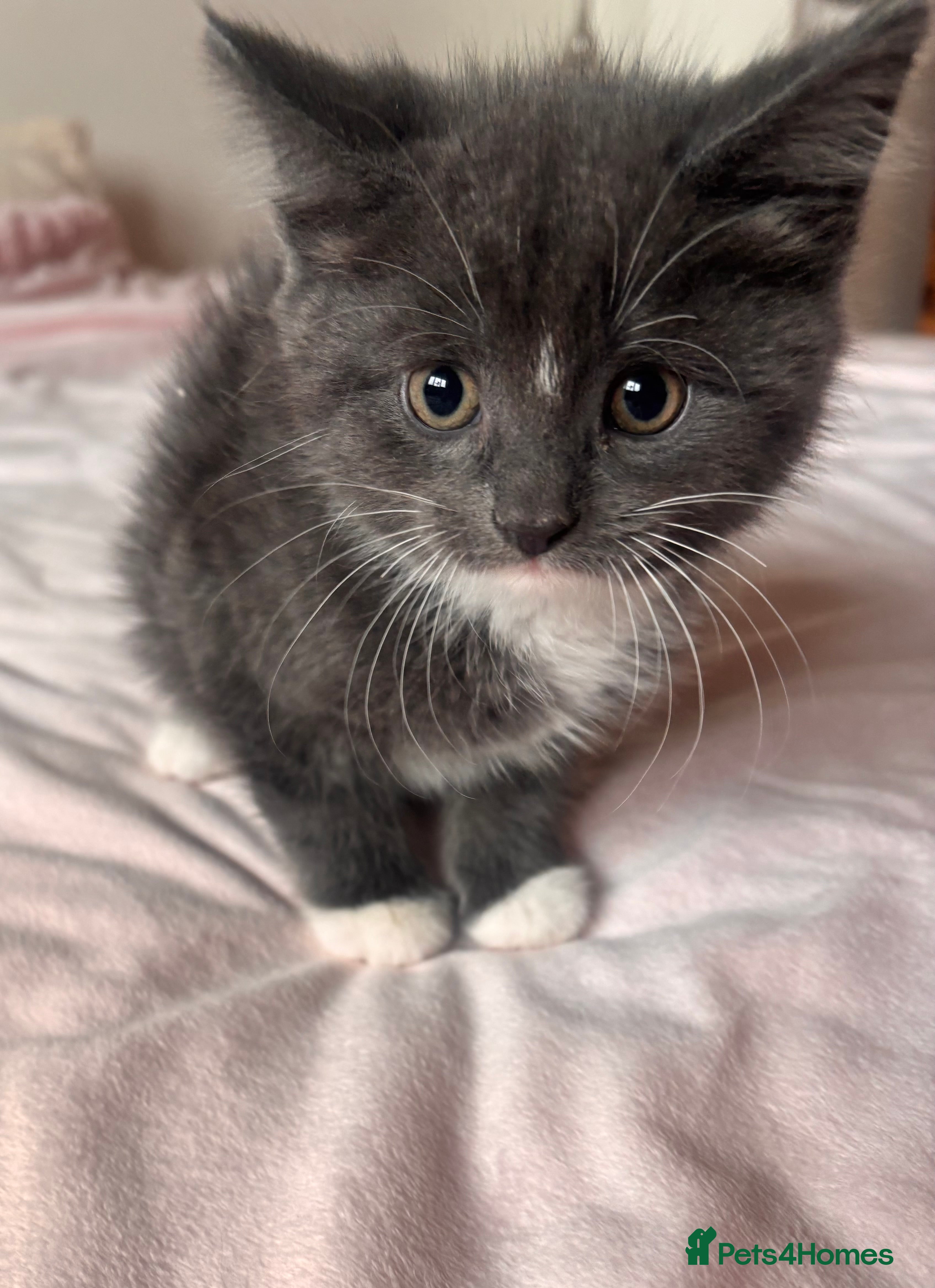Mixed Breed cats British Short Hair Grey Cross Kittens  - Advert 1