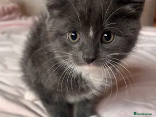 Mixed Breed cats British Short Hair Grey Cross Kittens - Advert 1