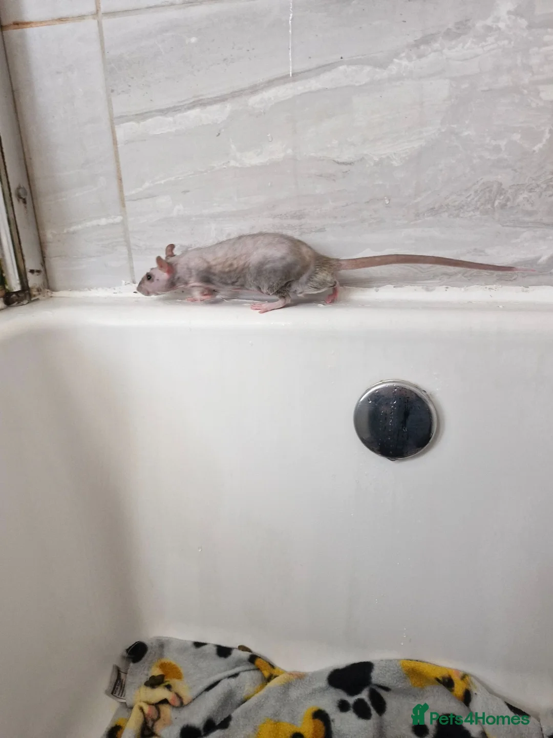 Rat rodents for sale: 2 Male double rex rats  - Advert 5