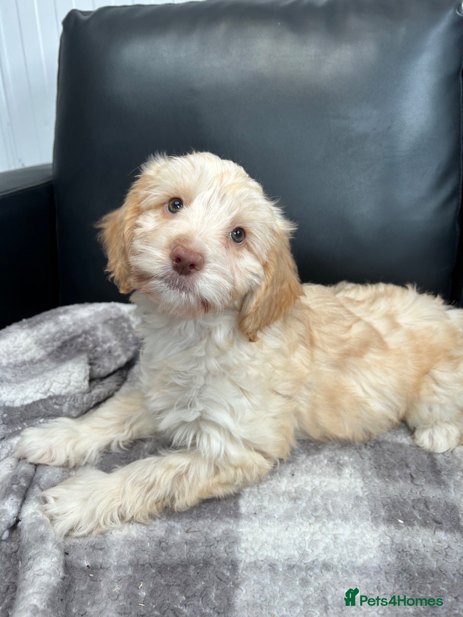 Cockapoo dogs Stunning f1 cockapoo  - Advert 2