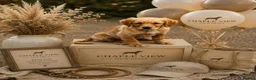 Golden Retriever dogs for sale: KC HEREDITARY CLEAR GOLDEN RETRIEVER PUPPIES  - Advert 3