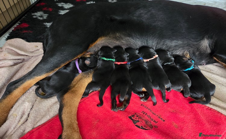 Rottweiler dogs - Advert 1