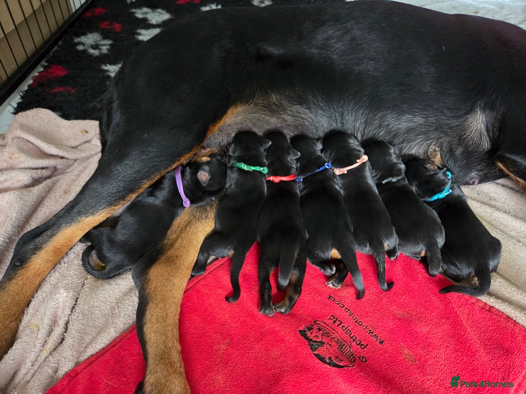 Rottweiler dogs for sale: KC & Fully Health Tested Rottweiler Puppies - Image 1