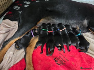 Rottweiler dogs - Advert 1