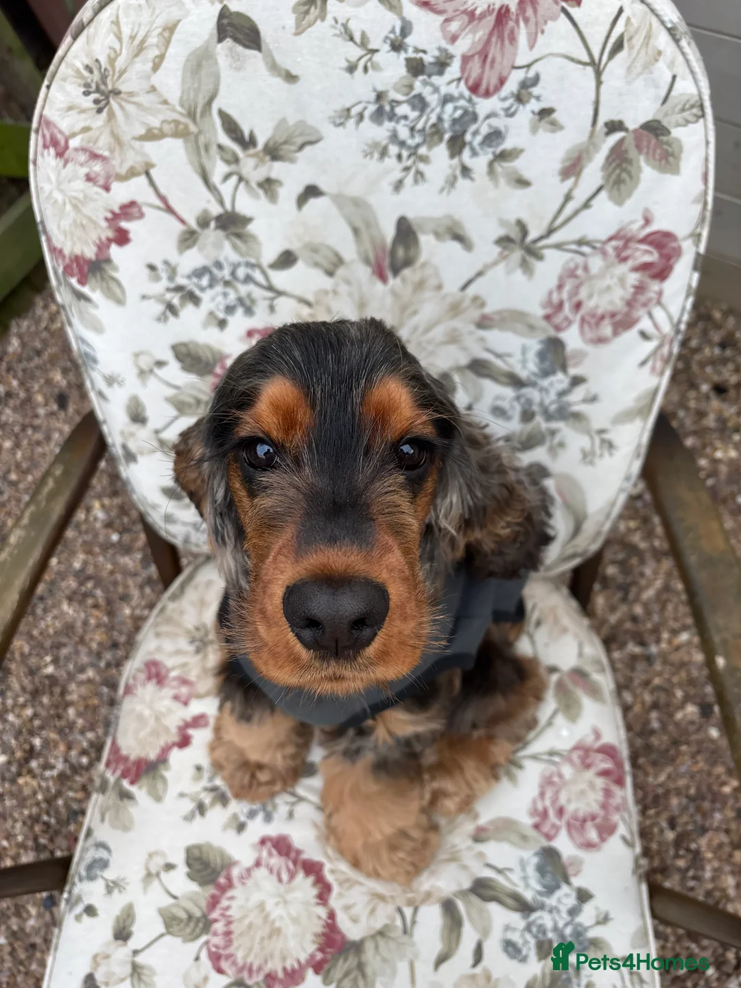 Cocker Spaniel dogs for adoption: Pedigree Sable Show Cocker Spaniel Boy 2.5 years - Advert 1