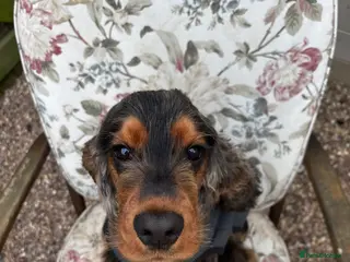 Cocker Spaniel dogs Pedigree Sable Show Cocker Spaniel Boy 2.5 years - Advert 1