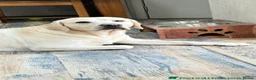 Labrador Retriever dogs for stud: Fantastic Labrador for stud - Advert 2
