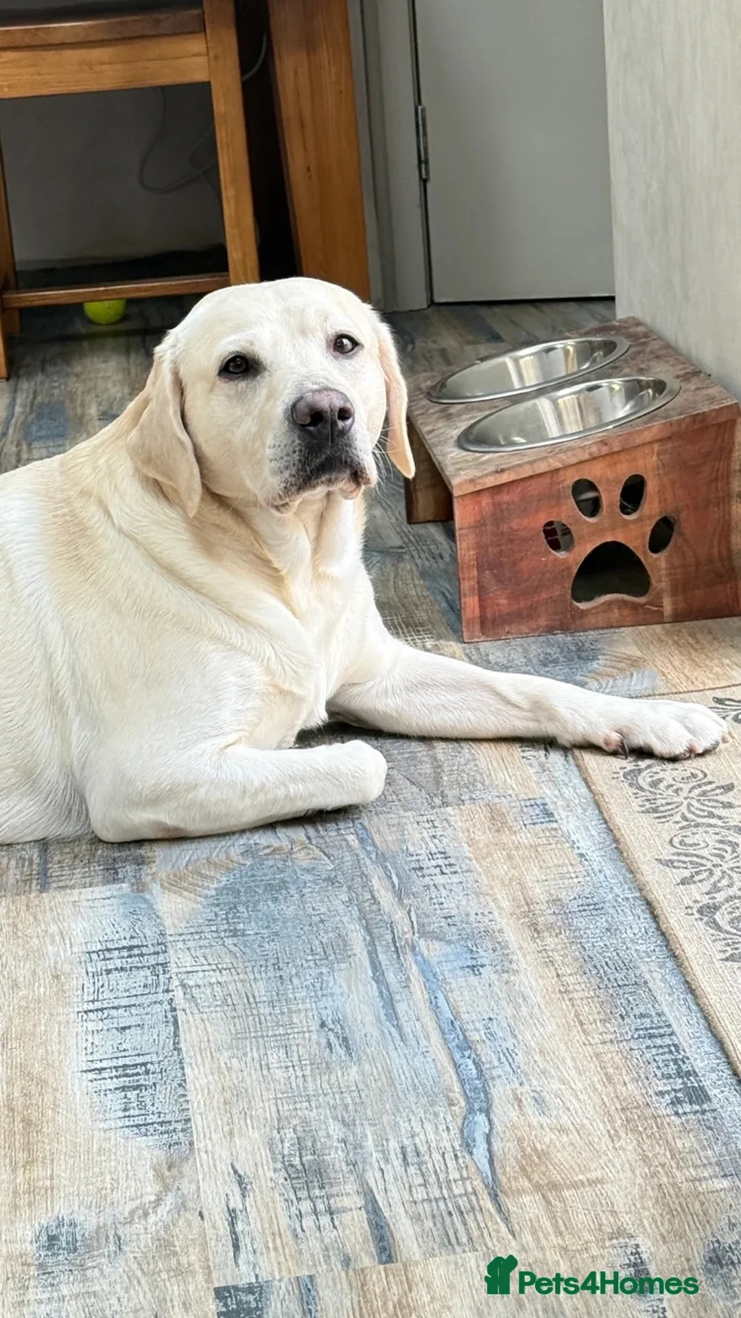 Labrador Retriever dogs for stud: Fantastic Labrador for stud - Advert 2