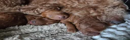 Mixed Breed dogs for sale: Miniature poodles girls in Waltham Cross - Advert 9