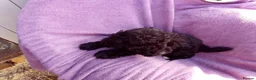 Cockapoo dogs for sale: 5 Cockapoo ready now liensed breeder  - Advert 12