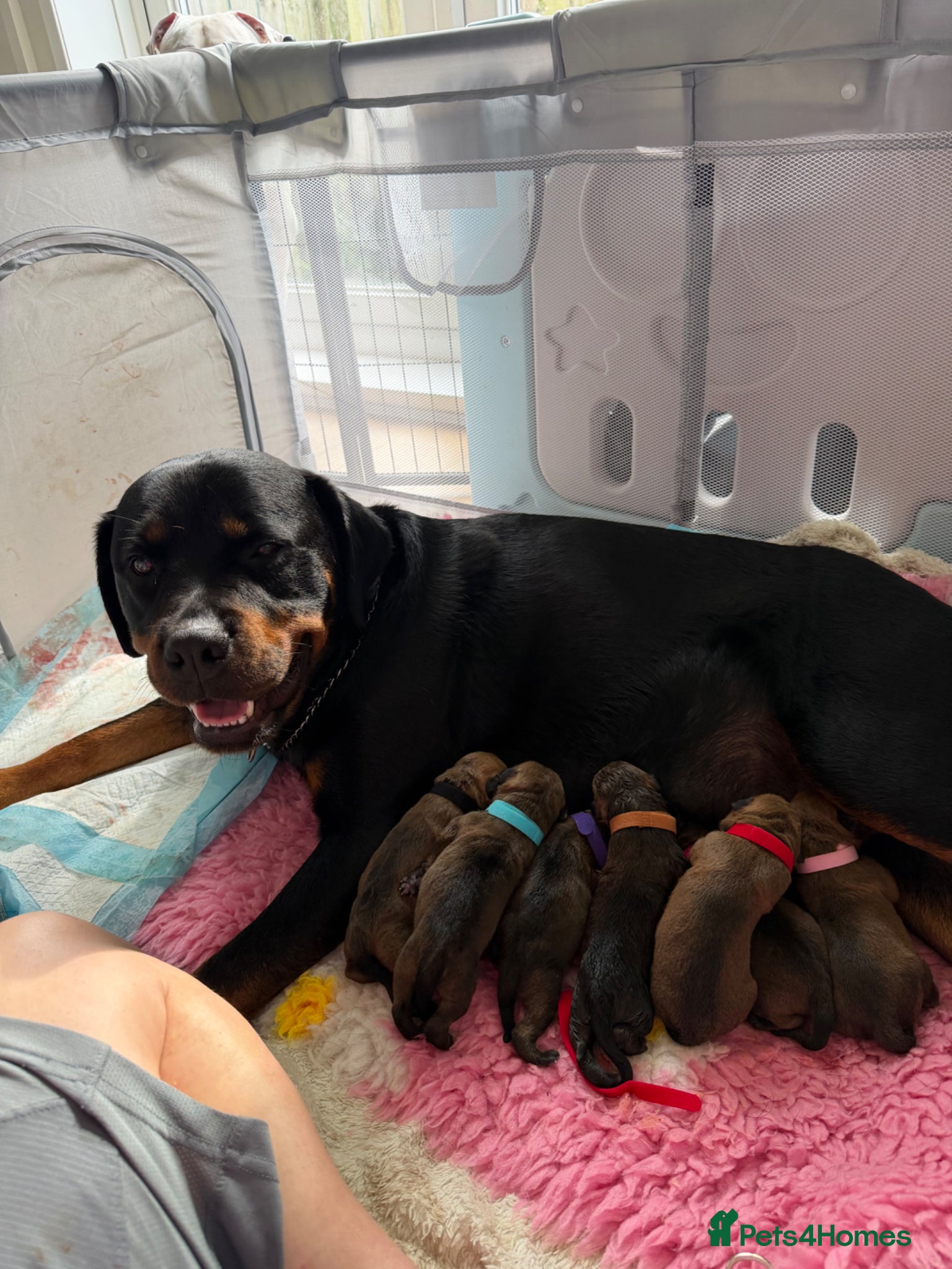Rottweiler dogs Rottie pups - Advert 6